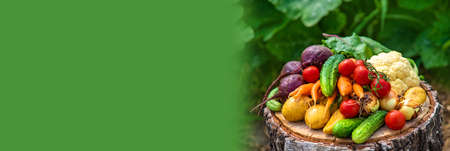 Harvest vegetables in the garden. selective focus. food.の写真素材