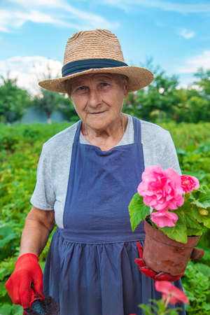Senior woman is planting flowers in the garden. selective focus. people.の写真素材