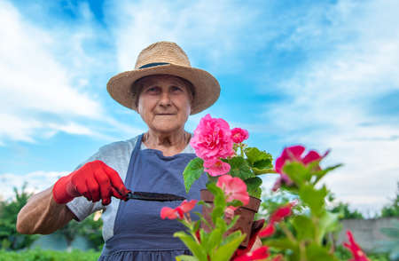 Senior woman is planting flowers in the garden. selective focus. people.の写真素材