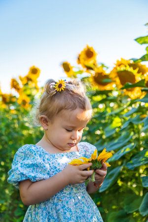 A child in a field of sunflowers. Ukraine. selective focus. Nature.の写真素材