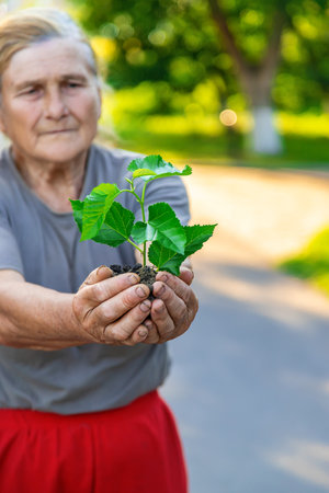 Grandmother is planting a tree in the garden. selective focus. Nature.の写真素材