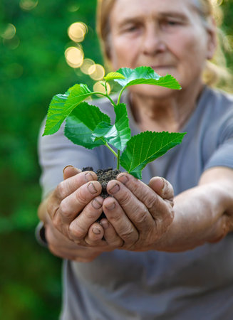 Grandmother is planting a tree in the garden. selective focus. Nature.の写真素材