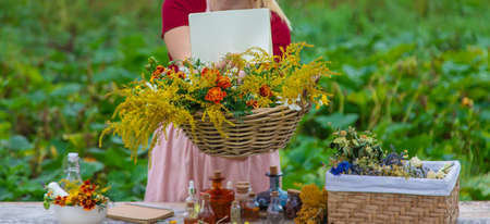 Medicinal herbs on the table. Place for notepad text. woman. selective focus. nature.の写真素材