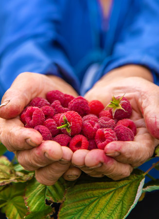 Grandmother harvests raspberries in the garden. selective focus. food.の写真素材