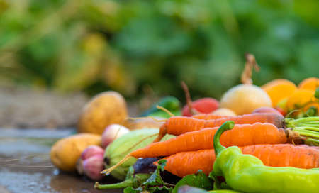 Harvest vegetables in the garden. Selective focus.