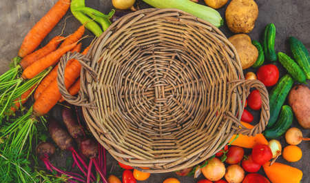 Harvest vegetables in the garden. Selective focus.