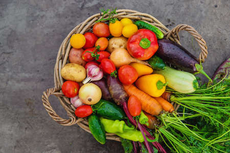 Harvest vegetables in the garden. Selective focus.