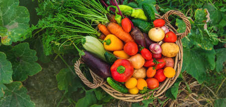 Harvest vegetables in the garden. Selective focus.の写真素材