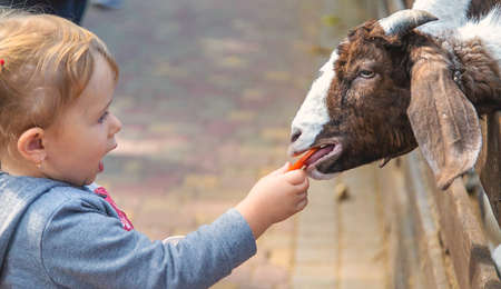 A child feeds a goat on a farm. Selective focus.の写真素材
