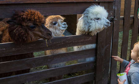 A child feeds a llama on a farm. Selective focus.の写真素材