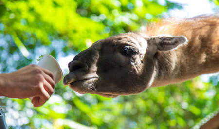 Big llama in the zoo. selective focus. animal.の写真素材