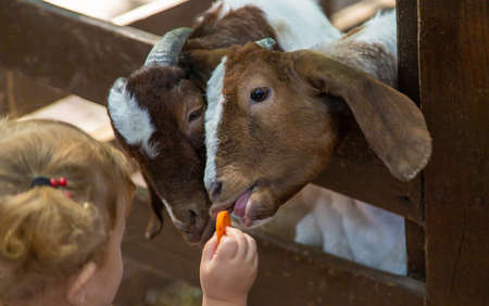 A child feeds a goat on a farm. Selective focus.の写真素材