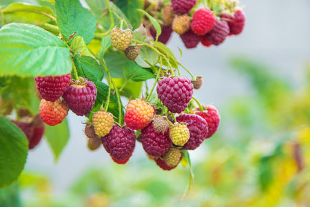Raspberries grow in the garden. Selective focus.の写真素材