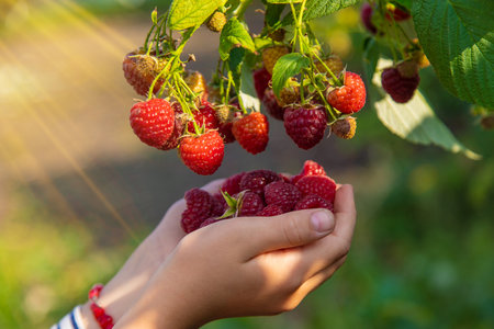 A child harvests raspberries in the garden. Selective focus.の写真素材