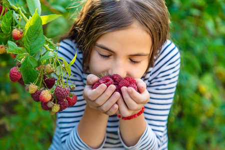 A child harvests raspberries in the garden. Selective focus.の写真素材