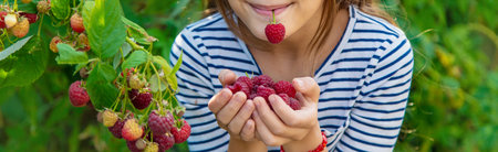 A child harvests raspberries in the garden. Selective focus.の写真素材