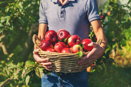A male farmer harvests apples. selective focus. food.の写真素材