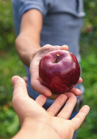 A male farmer harvests apples. selective focus. food.