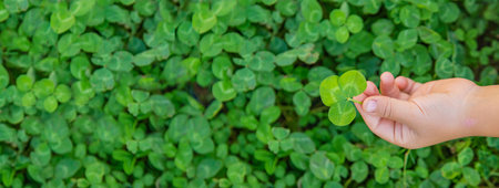 The child holds a clover in his hands. Selective focus.