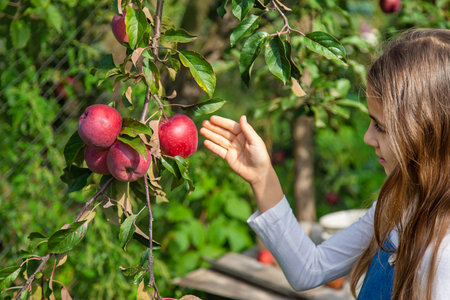 A child harvests apples in the garden. Selective focus.