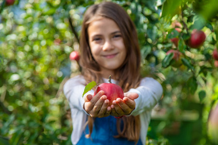 A child harvests apples in the garden. Selective focus.の写真素材