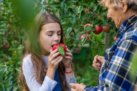 Child and grandmother harvest apples in the garden. Selective focus.の写真素材