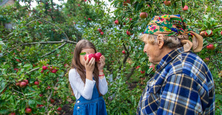 Child and grandmother harvest apples in the garden. Selective focus.の写真素材