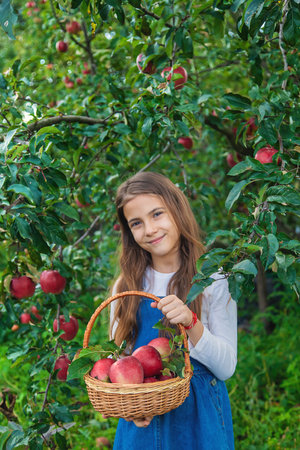 A child harvests apples in the garden. Selective focus.の写真素材