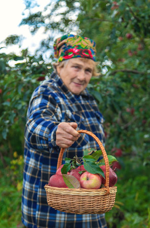 Grandmother harvests apples in the garden. Selective focus.の写真素材