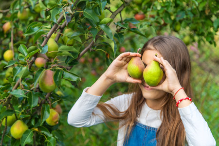 A child harvests pears in the garden. Selective focus.の写真素材