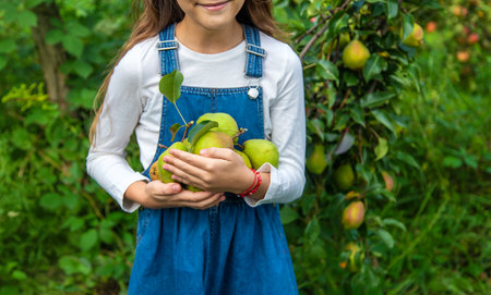 A child harvests pears in the garden. Selective focus.の写真素材
