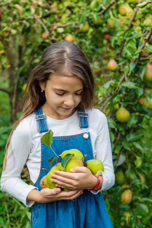 A child harvests pears in the garden. Selective focus.の写真素材