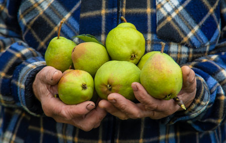 Grandmother harvests pears in the garden. Selective focus.