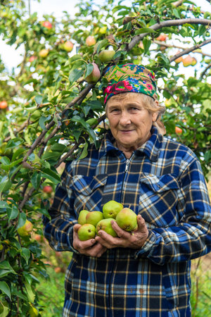 Grandmother harvests pears in the garden. Selective focus.の写真素材