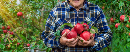 Grandmother harvests apples in the garden. Selective focus.の写真素材