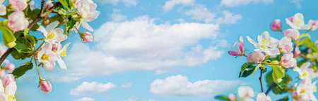 Blooming apple trees in spring in the garden. Selective focus.の写真素材