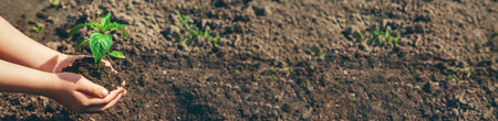 A child with seedlings in his hands in the garden. Selective focus.の写真素材