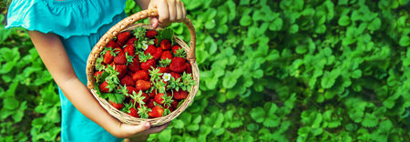 The child collects strawberries in the garden. Selective focus.の写真素材