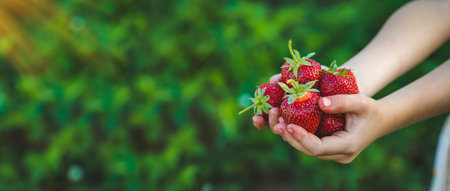 The child picks strawberries in the garden. selective focus. Nature.の写真素材