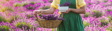 A woman collects lavender flowers for essential oil. selective focus. Nature.の写真素材