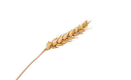 spikelets of wheat isolate on white background. selection focus. food.の写真素材