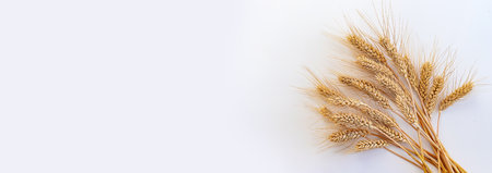 spikelets of wheat isolate on white background. selection focus. food.の写真素材