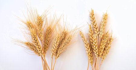 spikelets of wheat isolate on white background. selection focus. food.の写真素材