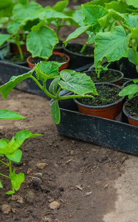 Cucumber seedlings in a greenhouse. Selective focus.の写真素材