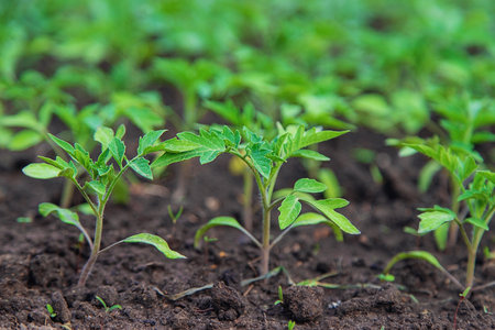 Tomato seedlings in a greenhouse. Selective focus.