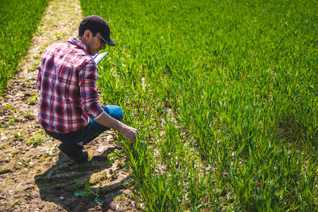 A man farmer checks how wheat grows in the field. selective focus. Nature.