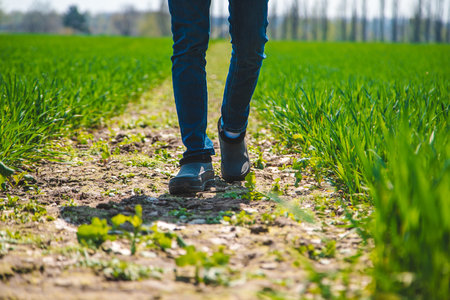 A man farmer checks how wheat grows in the field. selective focus. Nature.の写真素材