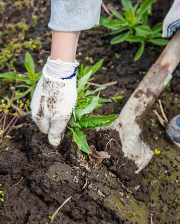 Digging up the weed sow thistle in the garden. selective focus. Nature.の写真素材