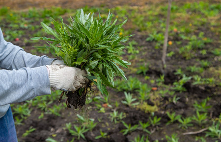 Digging up the weed sow thistle in the garden. selective focus. Nature.の写真素材