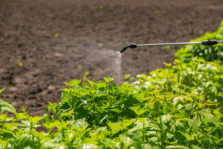 Treatment of bushes with insecticide in the garden. selective focus. Nature.の写真素材